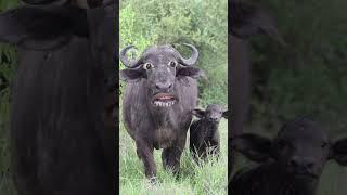 daru lao re #funnycow #cow #viyar ki botal lao re #cowcow #funnyvideos #funny