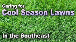 Essential Care Tips for Cool-Season Lawns in the Southeast