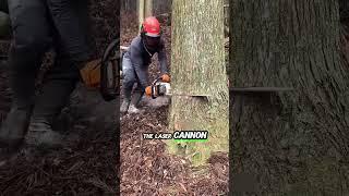 This Laser Can Slice Through Tree Branches #lazer