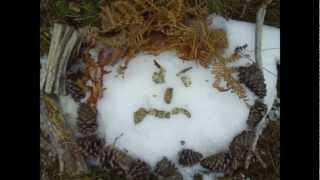 Angry Snow Face