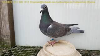 już sprzedałem SUPER RACING PIGEONS HIGH QUALITY OF RACING PIGEONS FROM KULBACKI