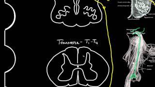 autonomic motor innervation of the heart