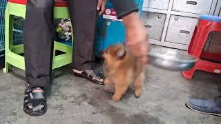 Pomeranian dog price in Bangladesh pet shop pretty birds Katabon animal market Dhaka