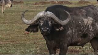 AFRICA - WILD Animals   AFRICA - animales SALVAJES