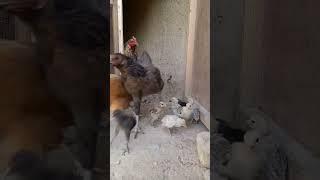 Chick,Hens,Rooster#shorts #viral #funny #village #beautiful #birds