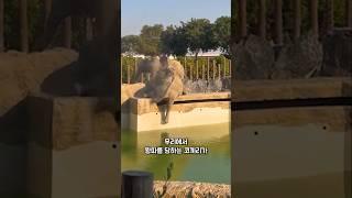 괴롭힘 당하는 코끼리가 자신의 소원을 그리다...!