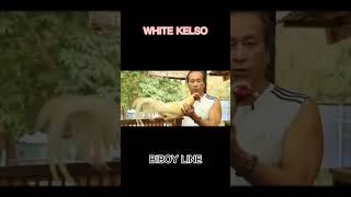 White Kelso Biboy Enriquez/History #viralvideo #sabongpinas #shortsvideo #frango #breeding #simple #