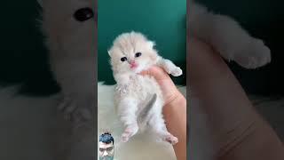 Tool Items! New Viral Gadgets, cute cat ️cat meowing kitten#shorts #cat#cutecat