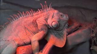 Meet the Green Iguana at Southwick's Zoo