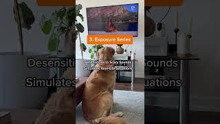 DOGTV has everything from relaxation to stimulation! 