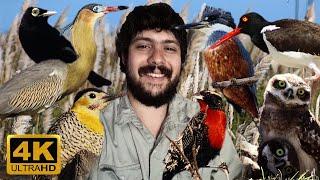 ARGENTINE BIRDS | KNOW EACH SPECIES OF BIRDS WITH THEIR NAMES