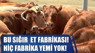 Bu Sığır Irkı Et Fabrikası, Dünyada Zirvede! Hiç Fabrika Yemi Yok! / ABİ NERDESİN