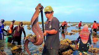 Tradisi kampung Nelayan saat air laut surut kami berburu bersama ibu-ibu