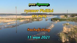 гуляют рыбы по лугу озера Орша река Оршица Псковская область дождевой весенний паводок