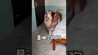 关于完美融入土狗界这件事