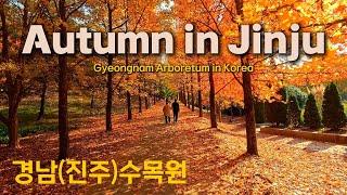 Gyeongnam Arboretum in Jinju, Korea [경남(진주)수목원] Feel the Autumn in Korea 4K