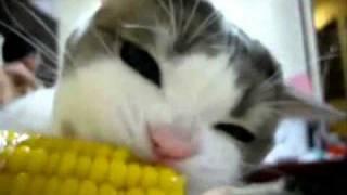 Cat Eating Corn on the Cob (NOM NOM Loop)