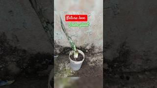 Snake plant (best air purifying plants)#gardenplants #naturelove #pragnyagarden#shortviral