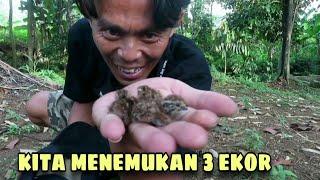 Menemukan 3 ekor anakan burung || kita coba rekam indukanya