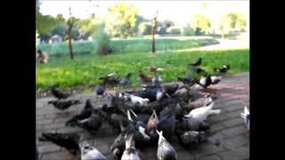 Жадные голуби (Greedy pigeons)