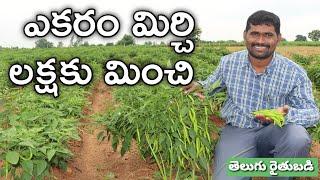 పచ్చిమిర్చి సాగు.. ఖర్చు? మిగులు? | Green Chilli Farming | రైతుబడి