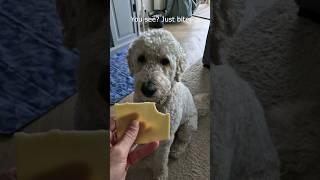 Does he take a small bite? #dog #smallbite #funny