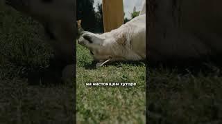 Уникальный экотур "Роминта" #калининград