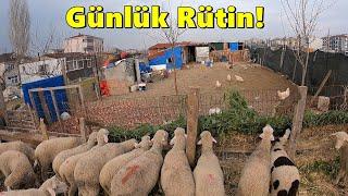 Tavukların Gizli Yumurta Yeri!-/Kuzu Ve Keçi Bakımı!-Günlük Rutinim!