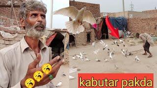 kabootar pakra 2021 | how to catch pigeon | by Faisalabad pigeon