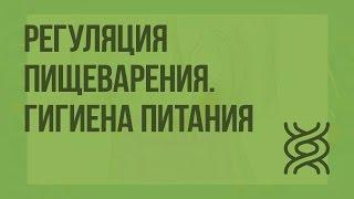 Регуляция пищеварения. Гигиена питания. Видеоурок по биологии 8 класс