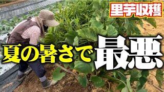 【酷暑・水不足・お世話不足の里芋収穫】成長悪し【里芋】【タケノコ芋】【京芋】【八つ頭】