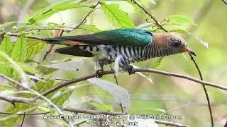 Asian Emerald Cuckoo (Female) @ Chiu Sein Chiong 5180