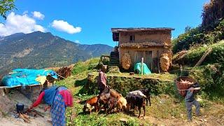 This is Himalayan village life in Nepal ||daily Activities people in Nepali mountain village lifesty