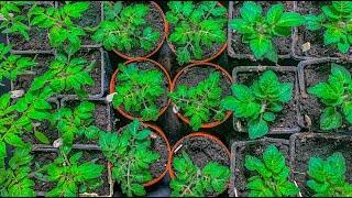 Secret to growing big healthy tomato seedlings every time