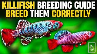 HOW TO BREED KILLIFISH 100% HATCHING RATE  | Secret to breeding Killifish | Serendib Aquatics