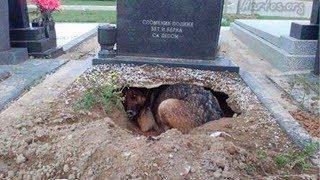 Top 8 Most Loyal Dogs Story In The World