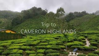 Family trip to Cameron Highlands