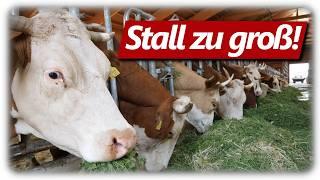 Stall zu groß für die Kühe? | Milchvieh Doku: Kuh bis Käse. Mehr Tierwohl? So geht es richtig!