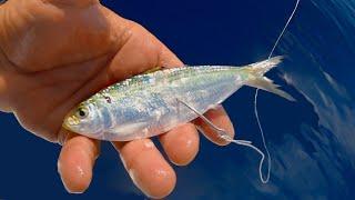 Belly Hooked Bait Is The Key (Saltwater Fishing Florida 40 Miles Off Shore In The Gulf Of Mexico)