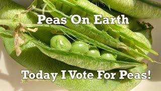 Peas On Earth: Today I Vote For Peas! Plus Rice, Peas, and Mint Recipe, Yum!