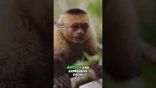 Amazing Capuchin Monkeys Intelligence, Playfulness, and Tool Use #shorts