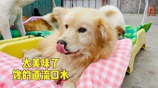 用愛喂養，用心守護：給小院狗狗加餐，讓毛孩子們感受家的溫暖