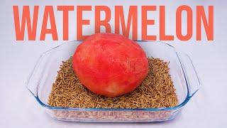 10 000 Mealworms vs.  PEELED WATERMELON