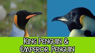 King Penguin & Emperor Penguin - The Differences