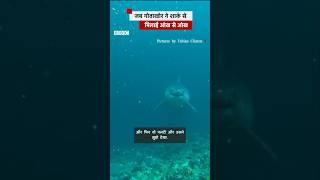 समंदर में जब शख़्स के सामने आ गई White Shark #sea #shark (BBC Hindi)