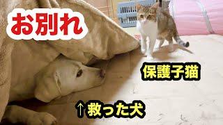 命を救った犬とお別れする日が来た保護子猫／トライアルへ出発する子猫なるみ