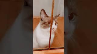 Try not to laugh cat video 2022