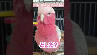 ひたすら「どした？」と聞いてくるオウム【モモイロインコ】