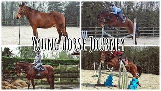 BREAKING IN MY HORSE // From unbroken to first jumps