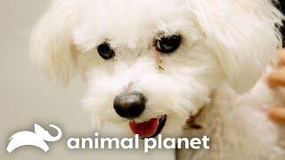 What If My Dog Eats My Shorts? | The Vet Life | Animal Planet